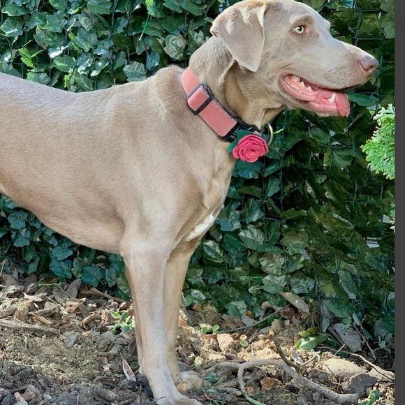 🌸LOW PRICE🌸MimiGreen ROSE Accessory for DOG COLLAR. NWT - Picture 3 of 4